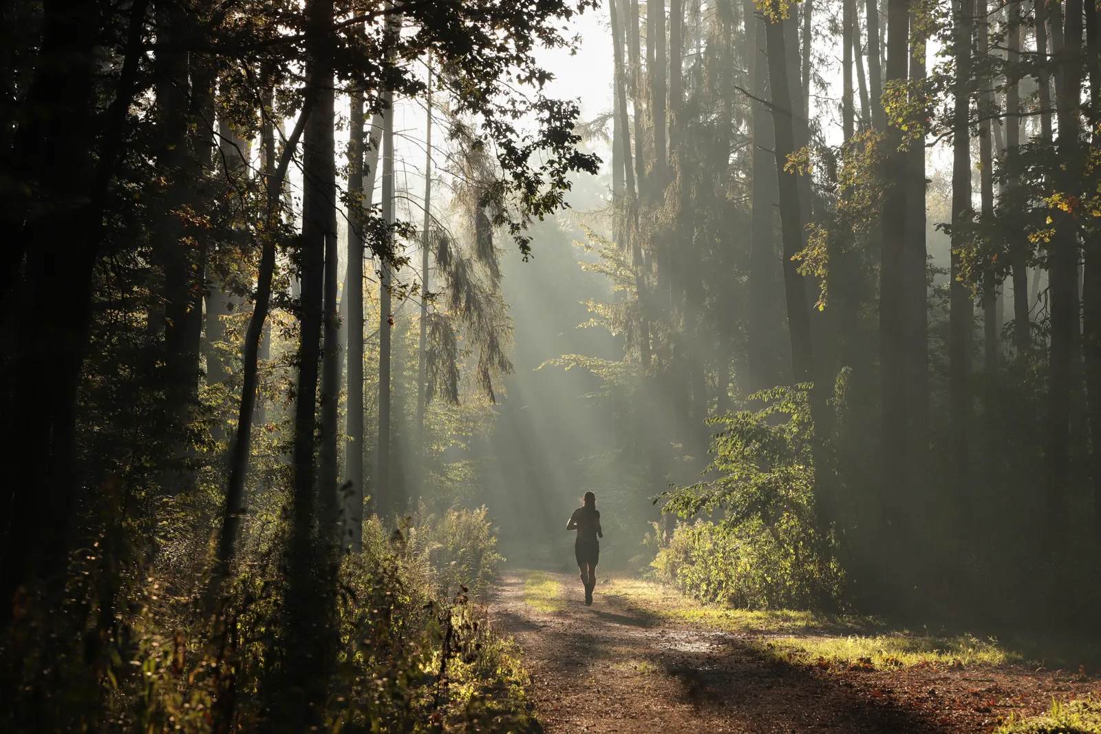 A lone runner on a forest trail in soft morning light